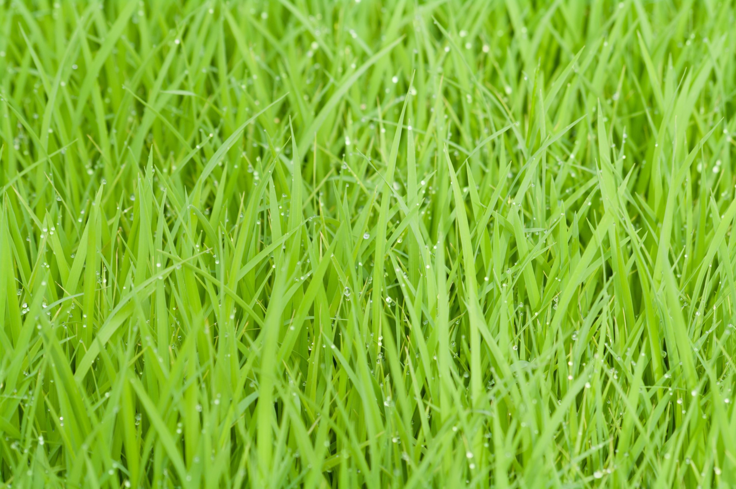 Why Is Grass Used In Japanese To Mean Something Is Funny Self 