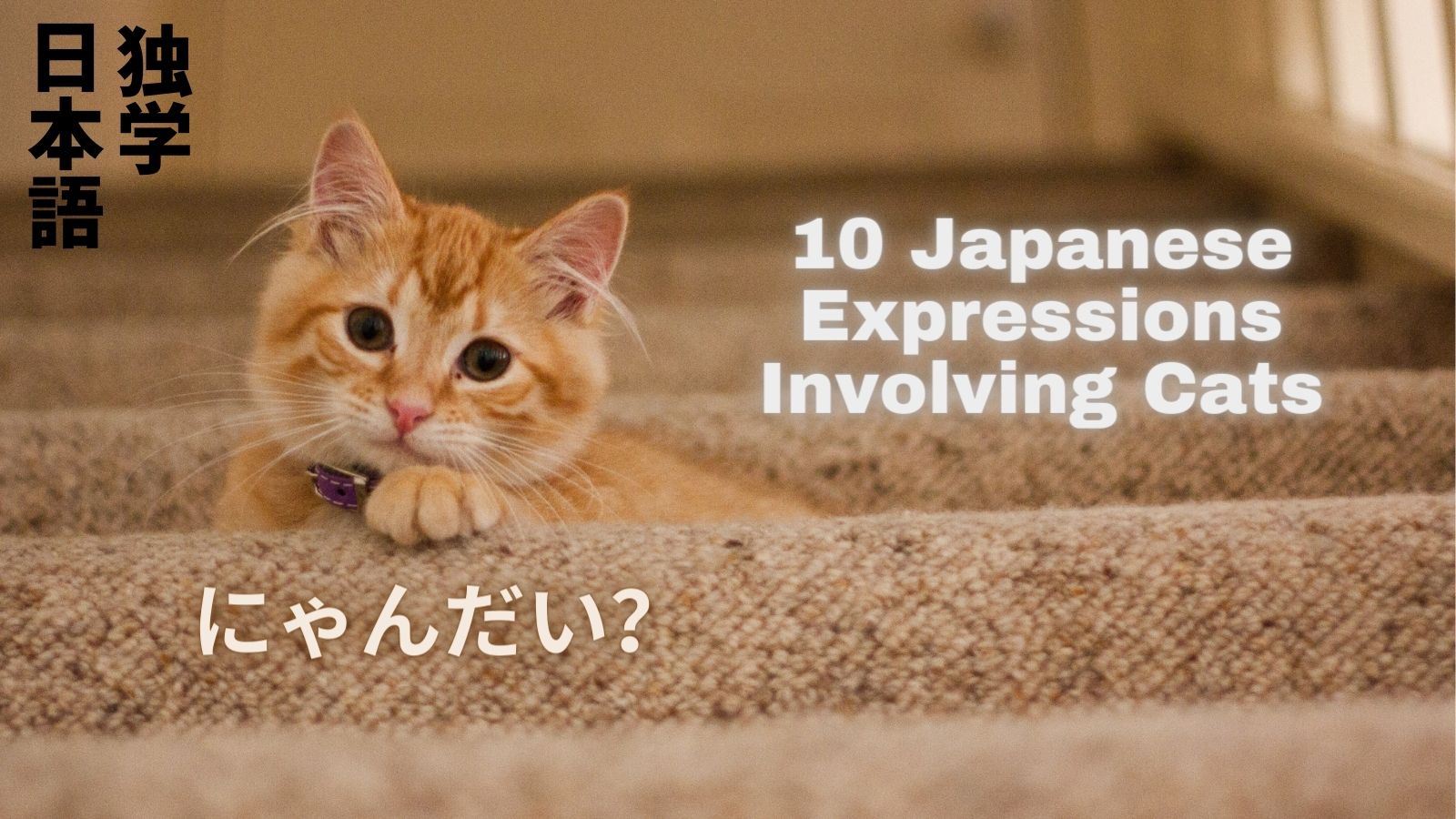 10 Japanese Expressions Involving Cats Self Taught Japanese